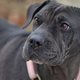 handsome dog